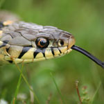 A reptile in grass