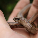 A reptile in a hand