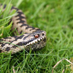 A reptile in grass